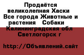 Продаётся великолепная Хаски - Все города Животные и растения » Собаки   . Калининградская обл.,Светлогорск г.